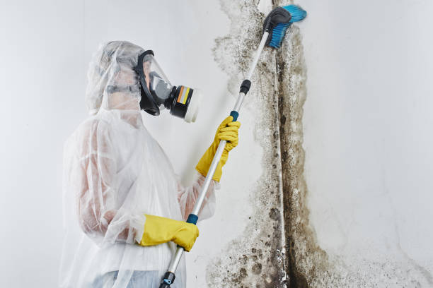 Best Black Mold Removal  in New Sarpy, LA