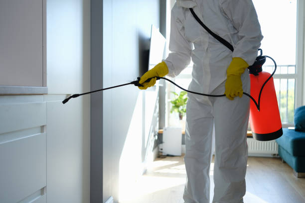 Best Commercial Mold Removal  in New Sarpy, LA