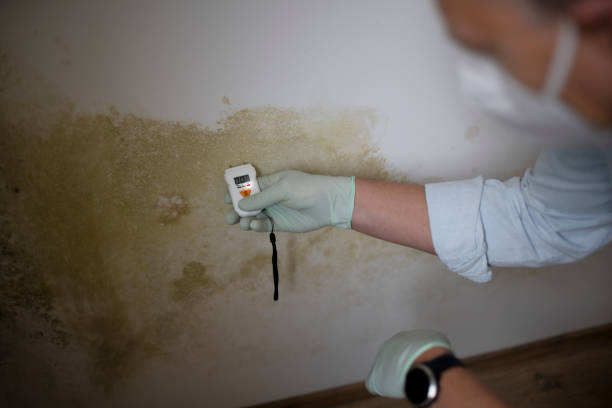 Best Best Mold Removal Companies  in New Sarpy, LA