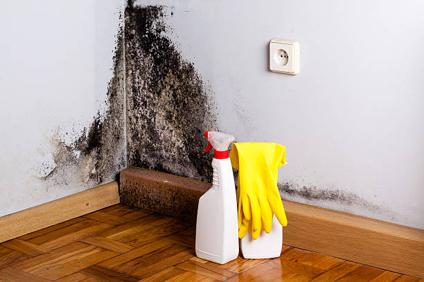 Best Home Mold Removal  in New Sarpy, LA